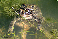 california toad