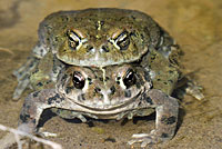 california toad