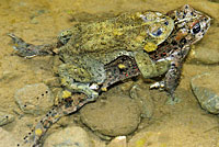 california toad