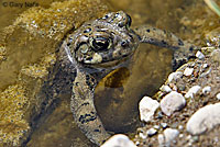 california toad