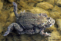 california toad