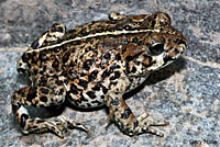 california toad