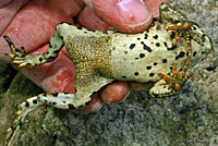 california toad