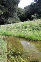 california toad habitat