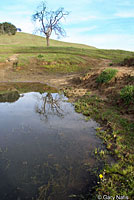 california toad habitat