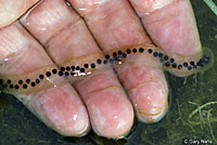 california toad eggs