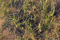 california toad tadpoles