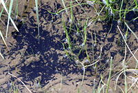 california toad tadpoles