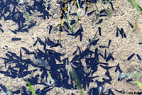 california toad tadpoles