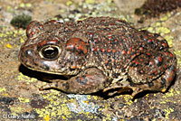 california toad