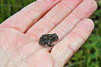 california toad