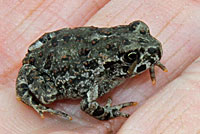 california toad