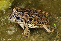 california toad