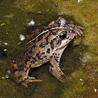 california toad