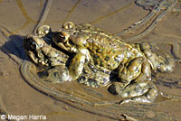 california toad