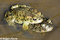 california toad