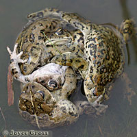 california toad