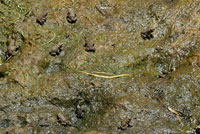 california toad metamorph