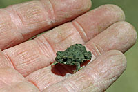 california toad metamorph