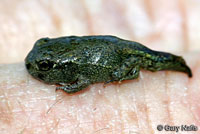 california toad tadpoles