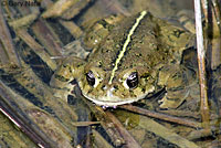 california toad