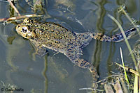 california toad