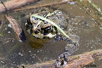 california toad