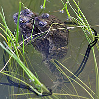 california toad