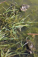 california toad