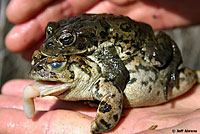 california toad