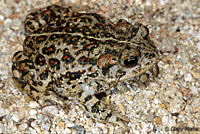 california toad