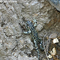 california toad