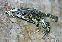 california toad