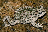 california toad