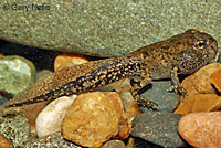 california toad tadpoles