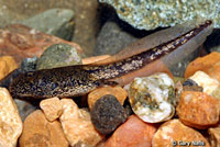 california toad tadpoles