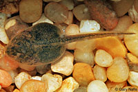 california toad tadpoles