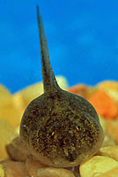 california toad tadpoles