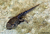 california toad tadpoles