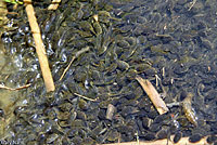 california toad tadpoles