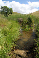 california toad tadpoles