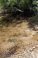 california toad tadpoles