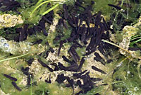 california toad tadpoles