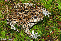 california toad