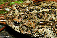 california toad