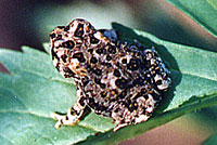 arroyo toad