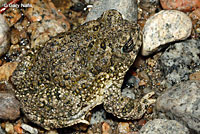 arroyo toad