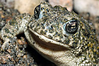 arroyo toad