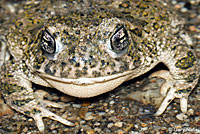 arroyo toad