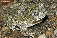 arroyo toad